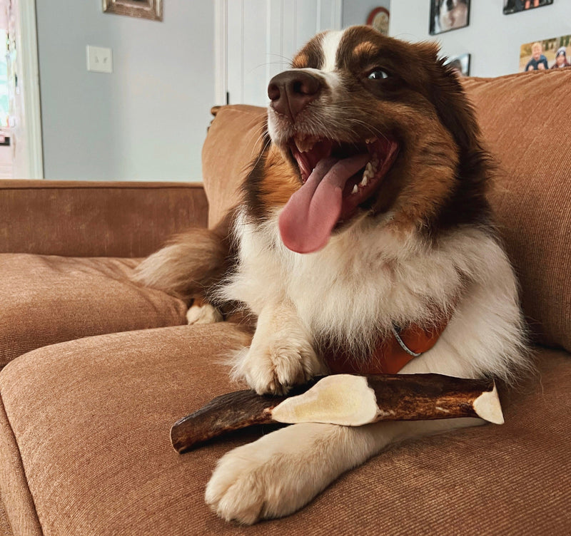 Can Dogs Swallow Antler Pieces? Antler Chew FAQ