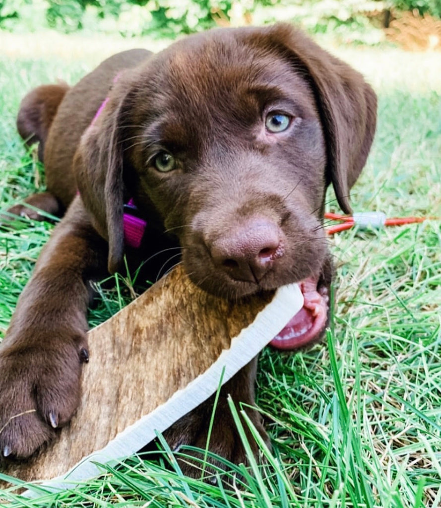 Why do dogs love moose antler chews?