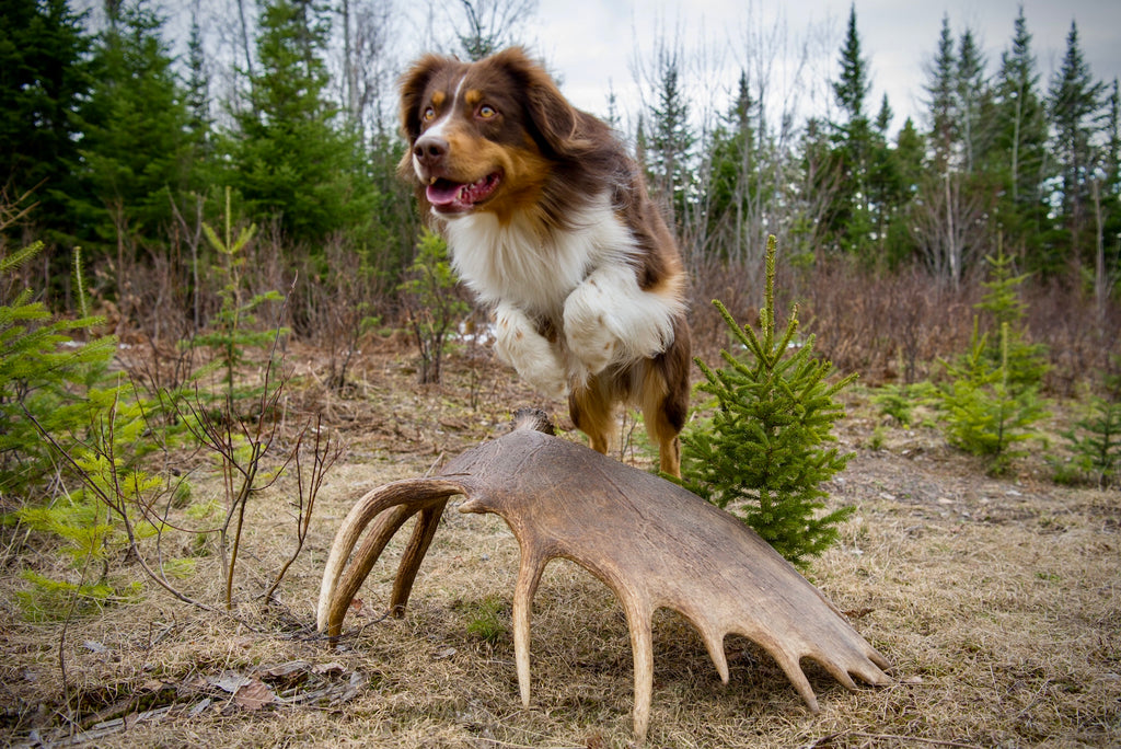 Finley - An Unlikely Moose Antler Shed Dog