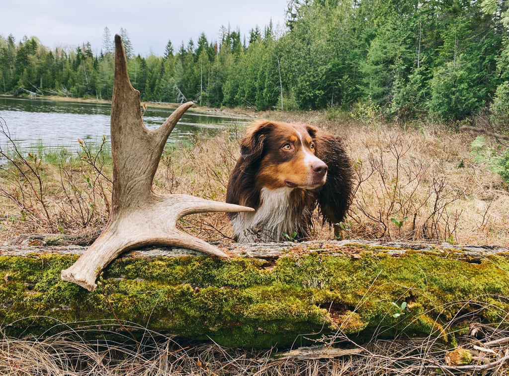 Dog with moose antler