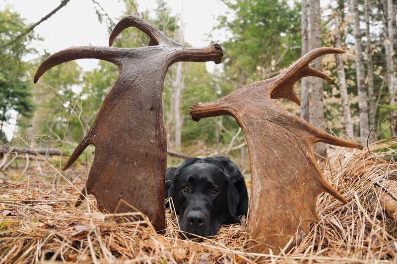 A Memorable Moose Antler Find With Finley & Trip