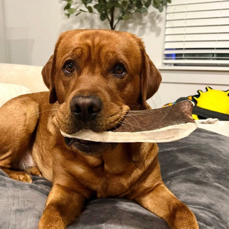 Antler Chews vs Bully Sticks: Which Dog Chew Is Actually Better?