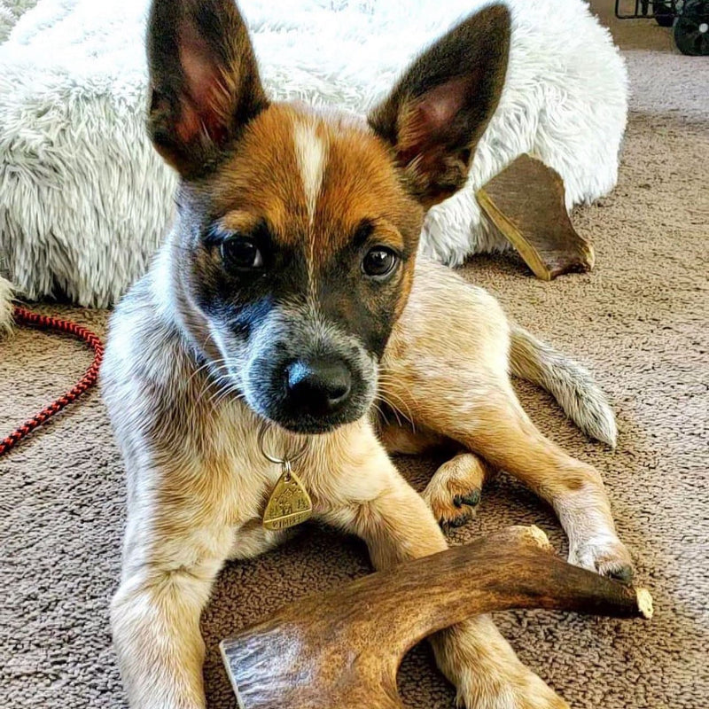 Antlers: Nature’s Multivitamin for Dogs