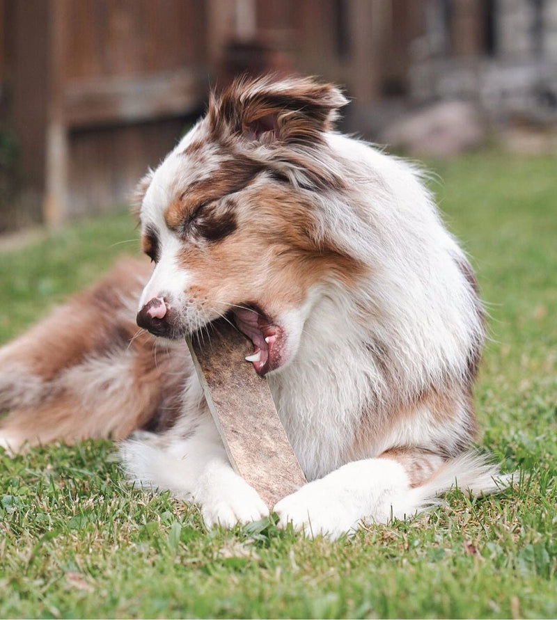 Dog chewing moose antler paddle in outdoor setting