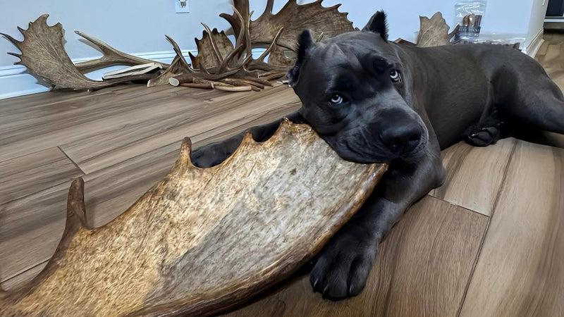 Dog chewing moose antler dog chew indoors 
