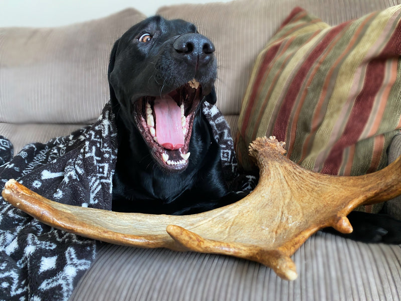 Dog with large moose antler 