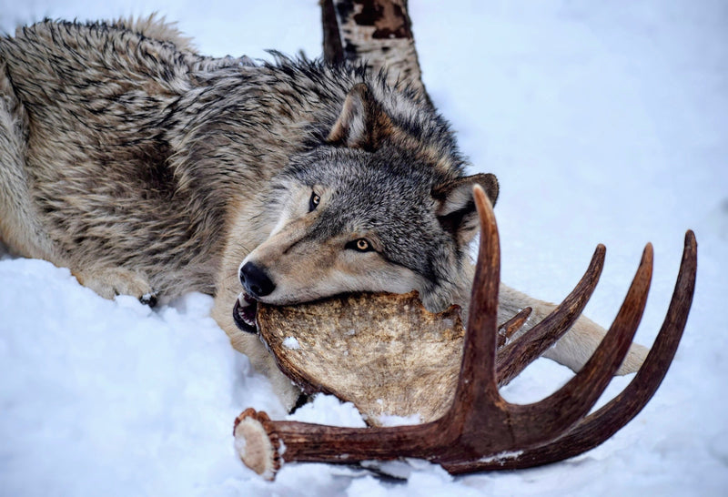 Benefits of Chewing Moose Antlers