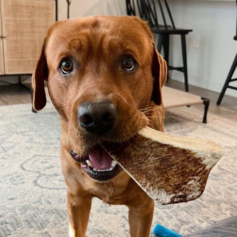 dog with moose antler paddle in its mouth 
