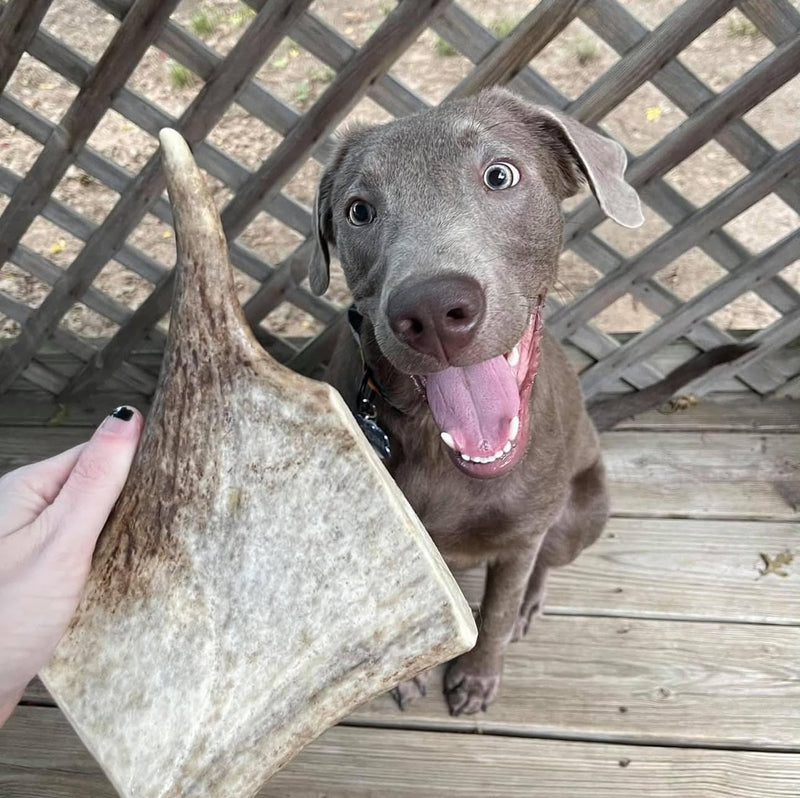 Can Antler Chews Cause Blockages in Dogs?