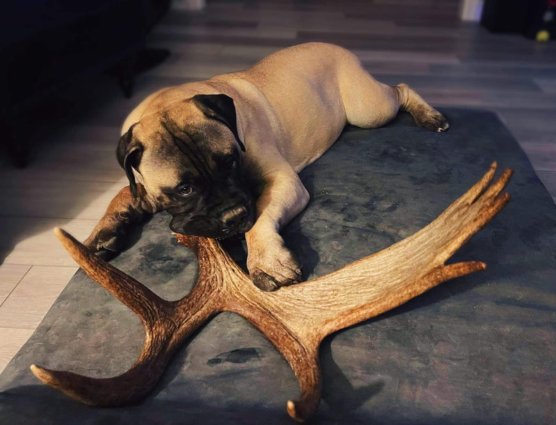 Can Dogs Chew Antlers? (The Answer May Surprise You)