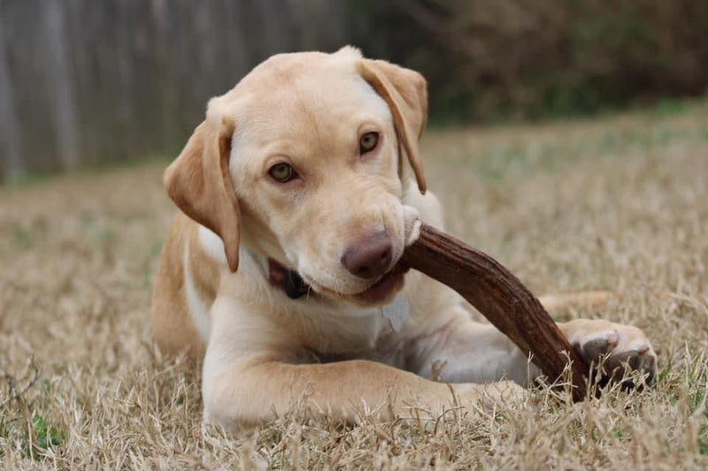 Puppy chewing moose antler paddle dog chew