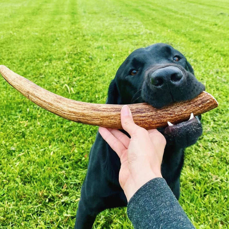 Do Antler Chews Break Dogs’ Teeth? Things Dog Owners Should Know