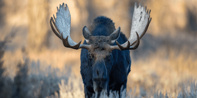 Large Bull Moose In the forest