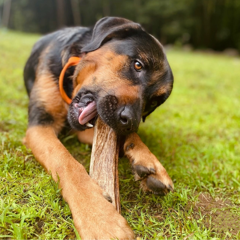 How Chewing Relieves Stress in Dogs