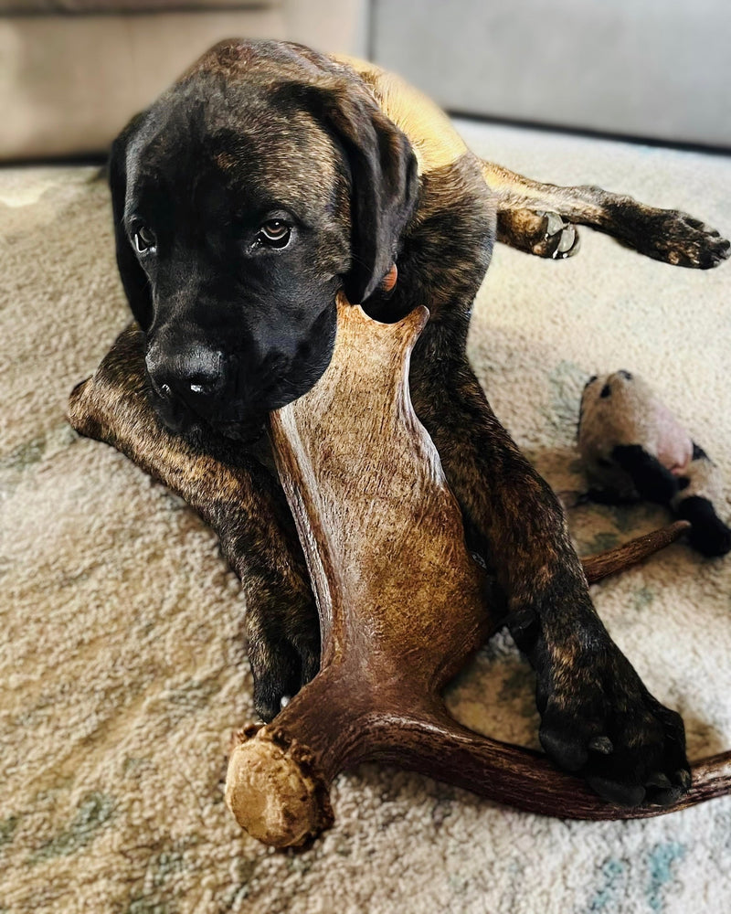 How Long Do Antler Chews Last?