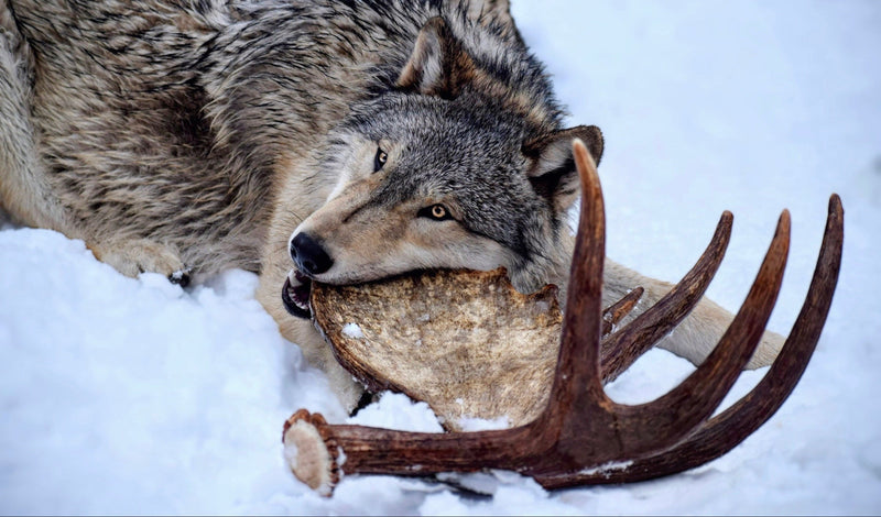 Dog Chewing Moose Antler Dog Chew Outdoors in snow