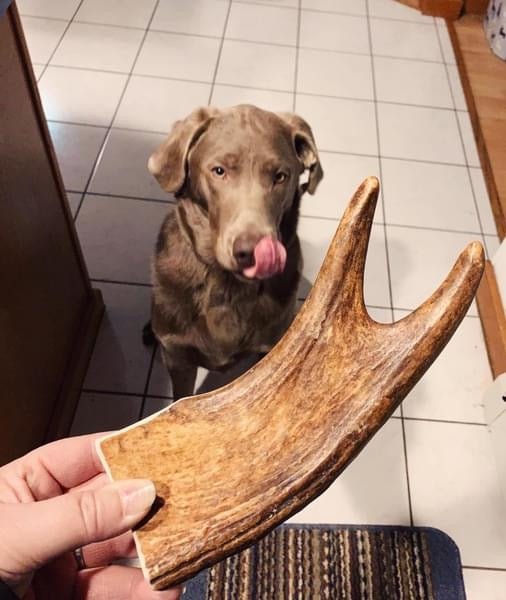 dog with large moose antler dog chew indoors