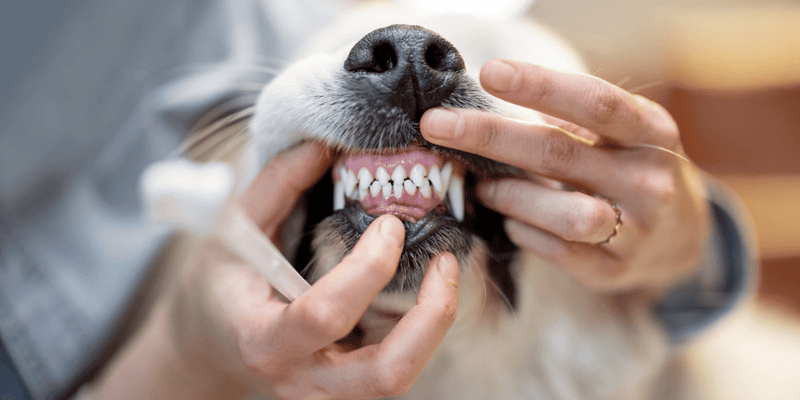 Dog Teeth Brushing 