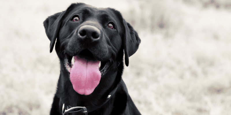 How to Get Rid of Bad Dog Breath Fast