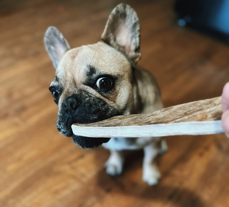 How to Introduce Antler Chews to Your Dog