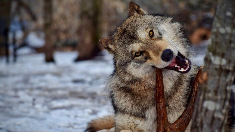 Wolf chewing moose antler dog chew in the snow 