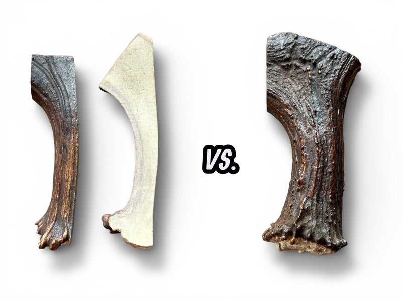 whole + split antler on a white background