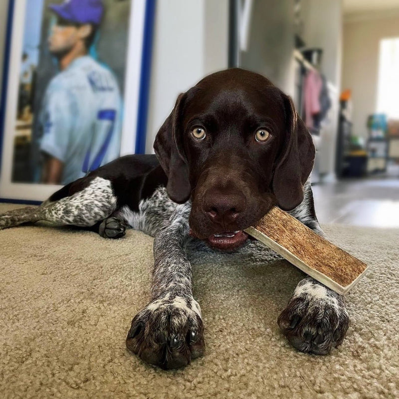 Teething Puppy with moose antler dog chew