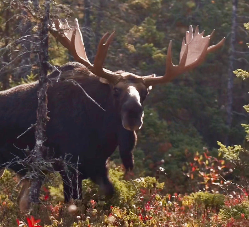The Bog Bull: The Biggest Maine Bull Moose I’ve Ever Seen (Video)
