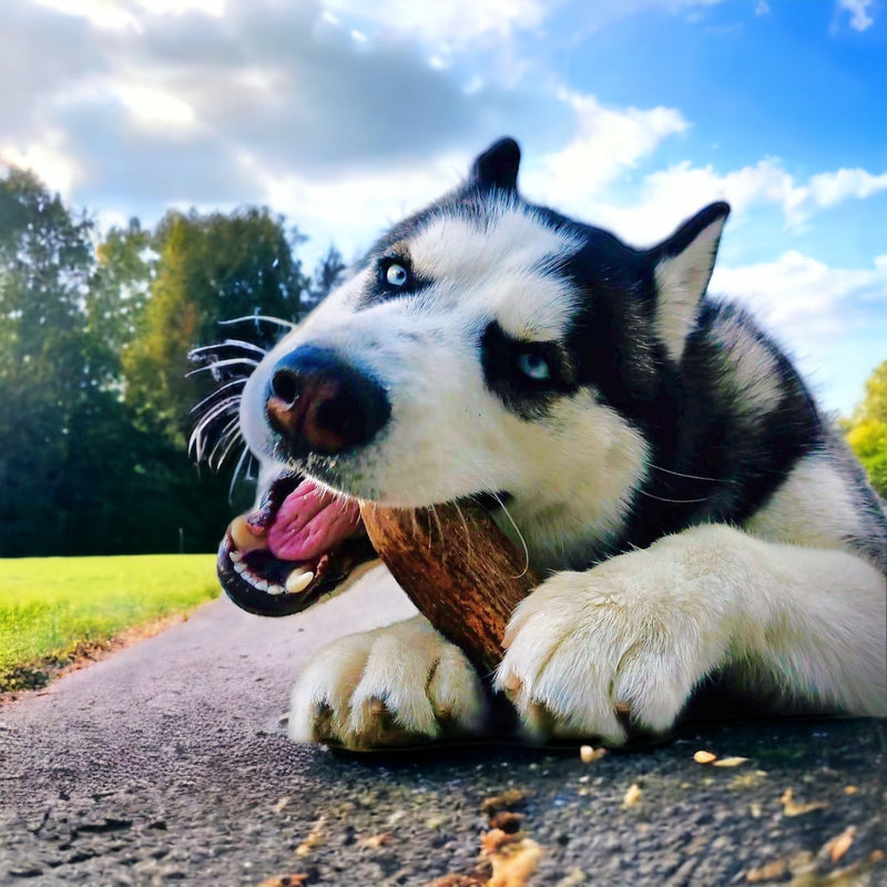 The Ultimate Chew Solution for Aggressive Chewers