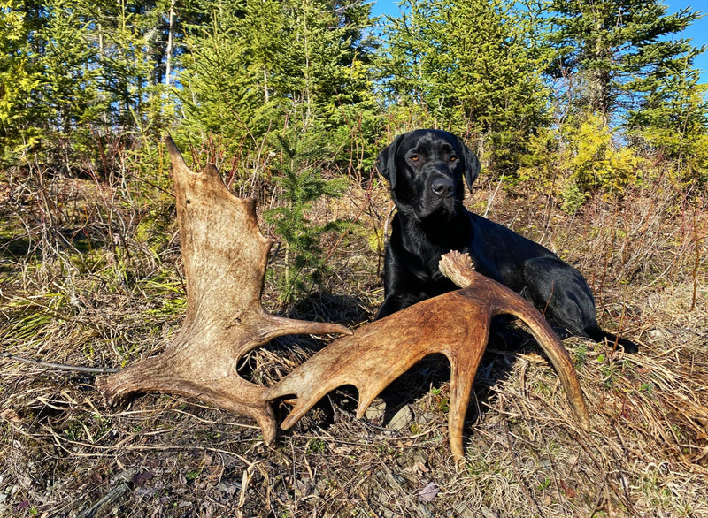 moose antler for dogs