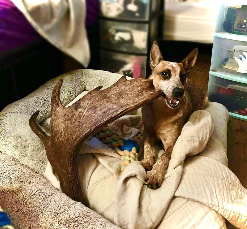 Dog Chewing Large moose antler indoors