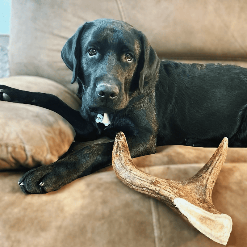 Dog with large antler chew indoors