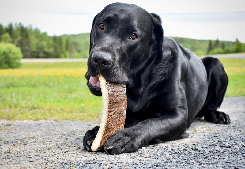What Makes Moose Antlers Healthier Alternatives To Rawhide?