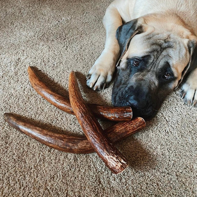 dog with three large moose antler dog chews