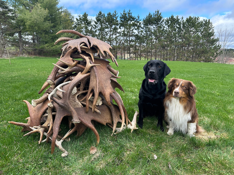 Where Our Moose Antler Dog Chews Come From