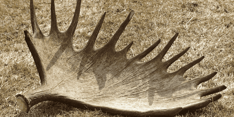 Shed Moose Antler in outdoor setting