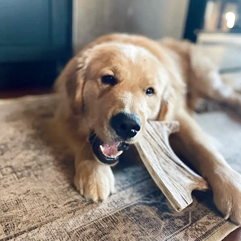 Dog Chewing Moose Antler Dog Chew