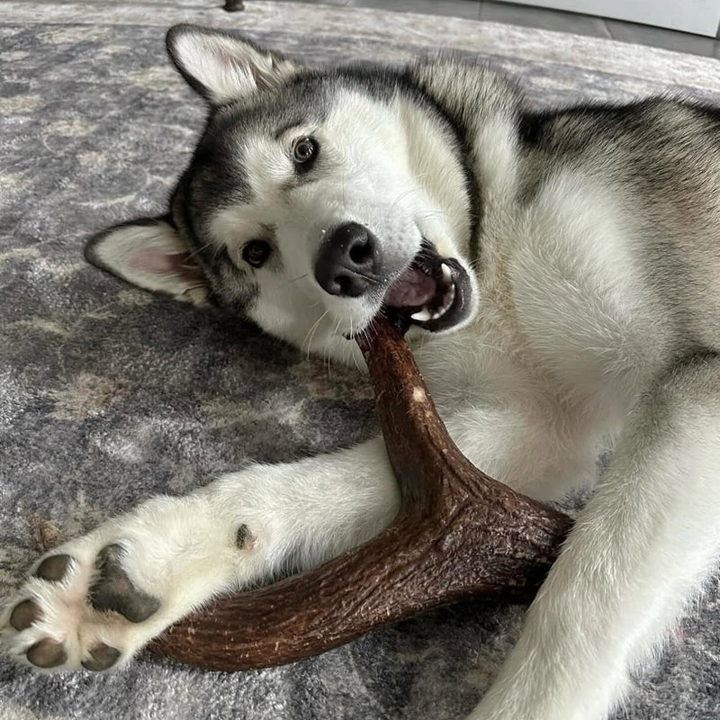 Why Mental Stimulation Is Essential for Dogs (And How Natural Chews Help)