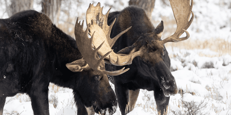 Why Moose Shed Their Antlers Every Year