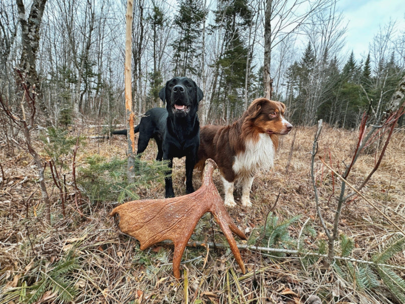 Why Naturally Shed Antlers Matter for Dog Chews