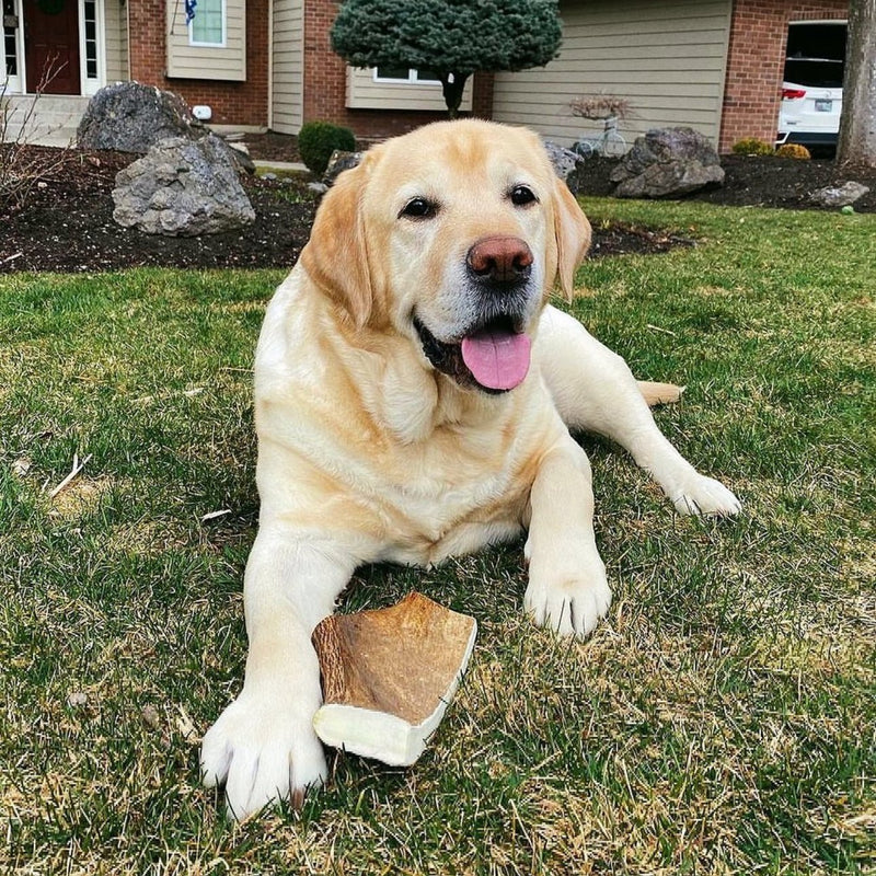 Yak Chews vs Antlers: Which Natural Dog Chew Is Better for Your Dog?