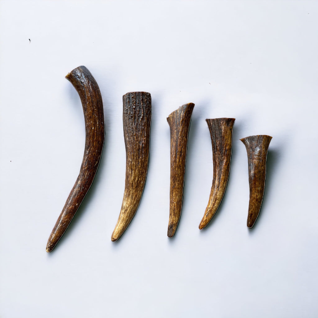 Moose Tines (Aggressive Chewers)