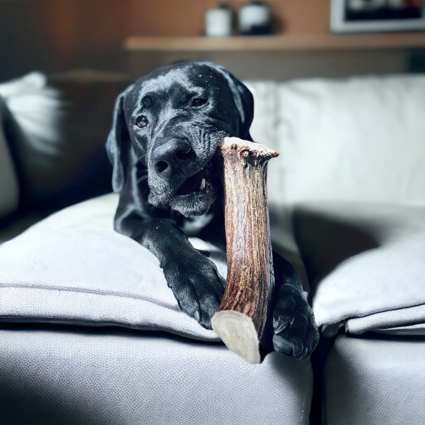Dog Chewing Antler Base Dog Chew on couch
