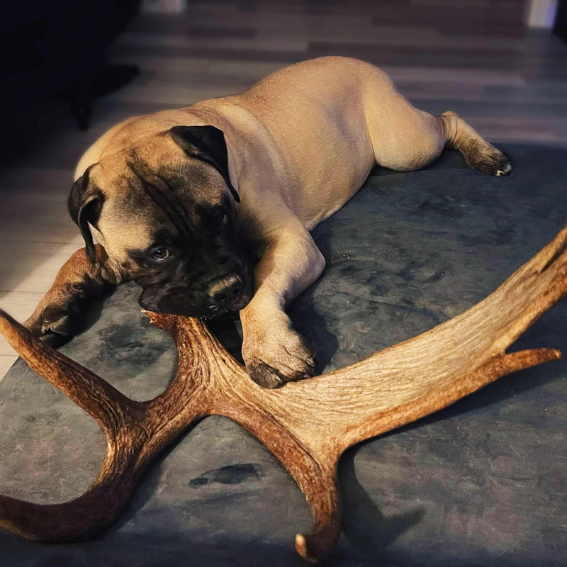 Large dog Chewing Moose Antler on carpet
