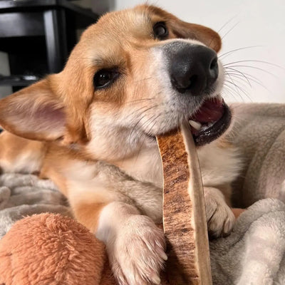 medium dog chewing moose antler dog chew
