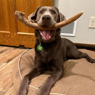large dog chewing moose antler dog chew