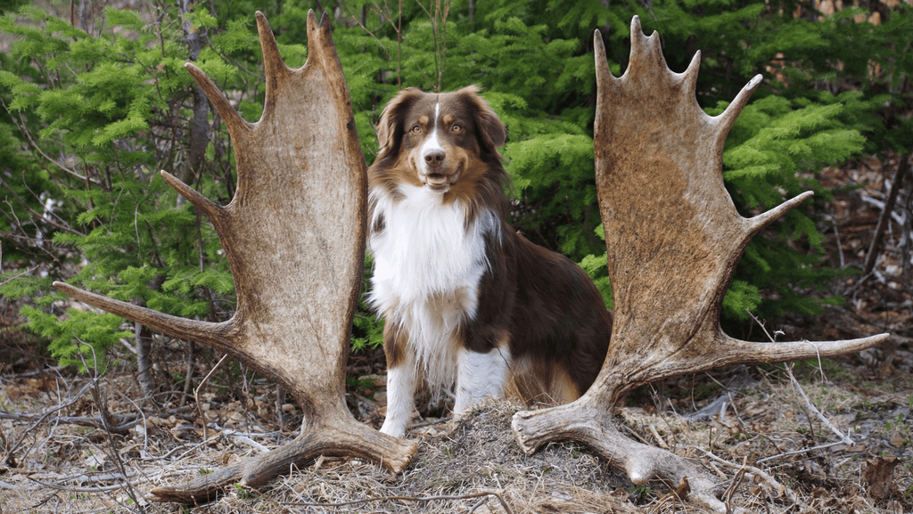 Dog with moose antlers