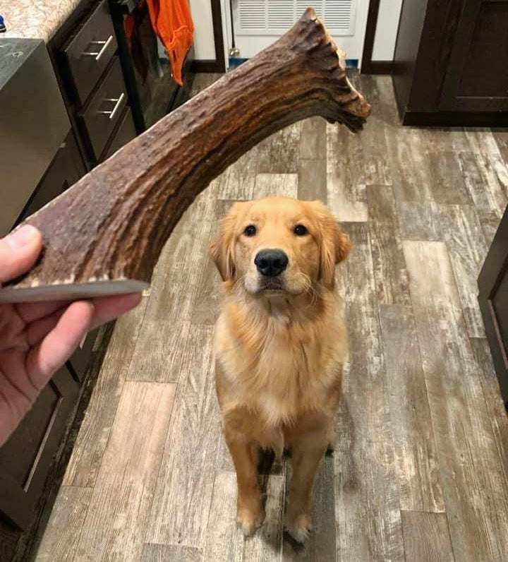 Dog looking at a  antler dog chew held by a person on a wooden floor.
