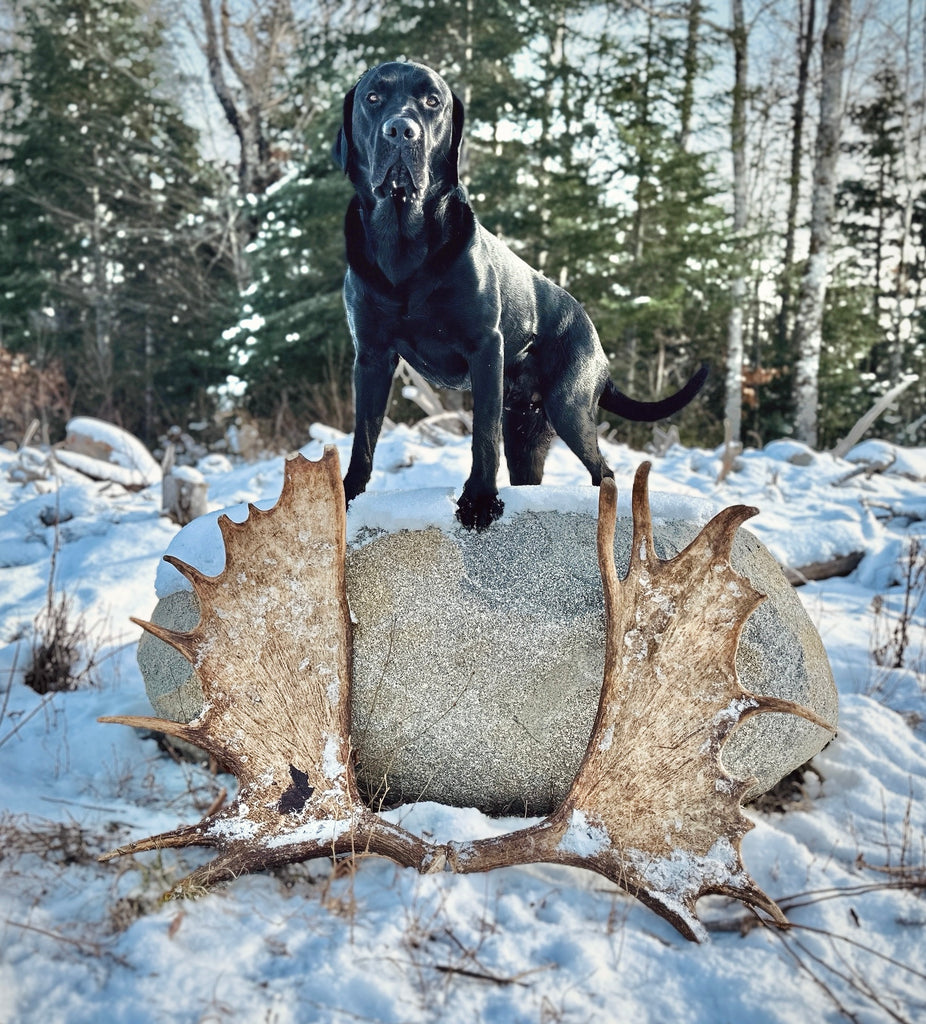 Our Shed Dogs – Allagash Antlers