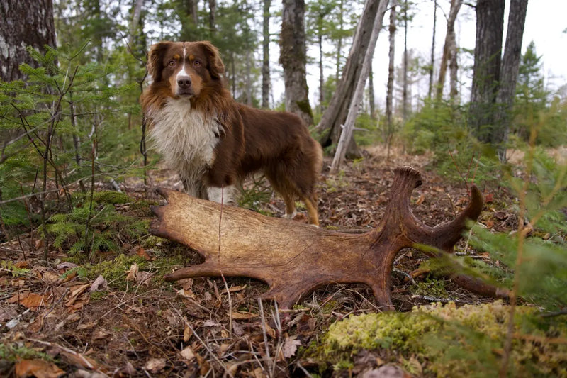 Dog with large moose antler dog chew outdoors